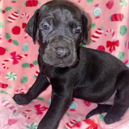 Sally - Black female Great Dane puppy in Spartanburg, South Carolina from Pawlmetto Danes