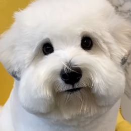 Rex - Coton de Tulear