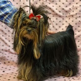 Paris - Yorkshire Terrier