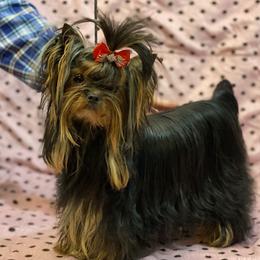 Paris - Yorkshire Terrier