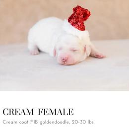 Aussiedoodle and Goldendoodle Puppies from Ever After Doodles Arizona