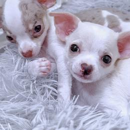 Chihuahua Puppies from Petite Pups LLC