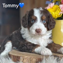 Tommy - Red tri-color male Aussiedoodle puppy in Lancaster, Minnesota from Finney Ranch