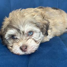 Bruno - Chocolate sable male Havanese puppy in Arizona from HavaDoggie