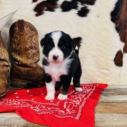 'Judy' - Black tri-color female Australian Shepherd puppy in Durand, Wisconsin from Larson’s Legacy Aussome Aussie Kennels