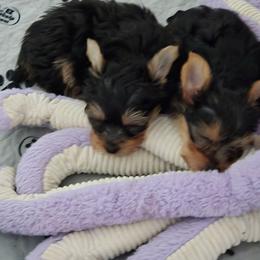 Tommy - Black and tan male Yorkshire Terrier puppy in Grafton, West Virginia from Gemstone Kennel