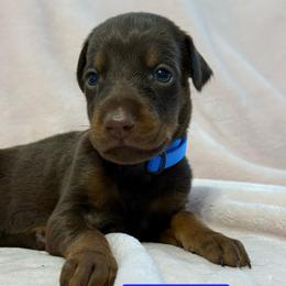 Blue Collar - Red and rust male Doberman Pinscher puppy in Lake City, Florida from Paintedcrazy Doberman Pinchers
