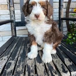 Daisy - Blue merle female Bernedoodle puppy in Holtwood, Pennsylvania from Country Ridge Puppies