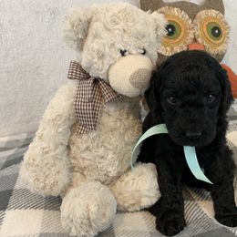 Poodle Puppies from Boodle's Poodles