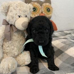 Poodle Puppies from Boodle's Poodles