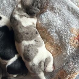 Boy 1 - Piebald male Dachshund puppy in Bowdon, Georgia from Doodle Bugs Doxies
