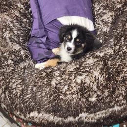 Lilly - Black tri female Miniature American Shepherd puppy in Delta, Ohio from Sunrise Miniature American Shepherds