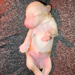 Peppermint - Gold female Shihpoo puppy in Hertford, North Carolina from Heaven Sent Shihpoo's