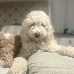 Juliet - Goldendoodle