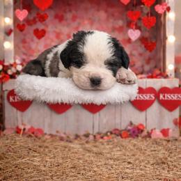 Pippin - Brown and white male Saint Bernard puppy in Ramona, California from Buendias Ranch Saint Bernards & Bernese Mountain Dogs
