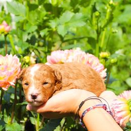 Dahlia - Red female Cavapoo puppy in Spencerville, Indiana from Cavapoo Corner
