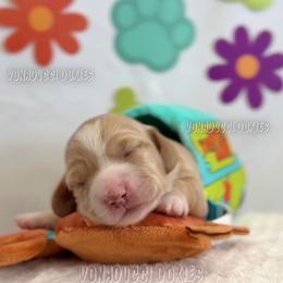 Velma - Piebald female Dachshund puppy in Chandler, Arizona from Vonaducci Doxies, LLC.