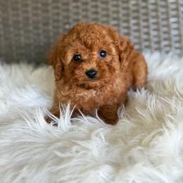 Romeo - Red male Cavapoo puppy in Hardin, Texas from Oodlesoflildoodles
