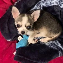 Chihuahua All Grown Up from Roodhaus Chihuahuas