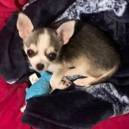 Chihuahua All Grown Up from Roodhaus Chihuahuas