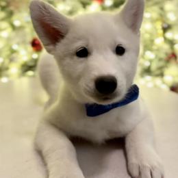 Siberian Husky Puppies from Snowy Siberians