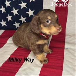 Milky Way - Chocolate and cream female Dachshund puppy in Lexington, Oklahoma from BooneDox Miniature Dachshunds