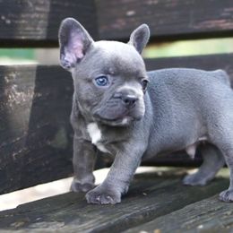 French Bulldog Puppies from Love My Frenchiess