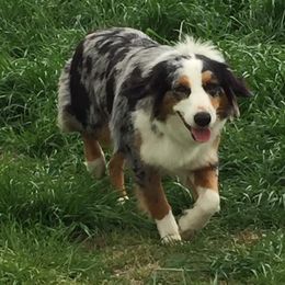 Callie - Australian Shepherd