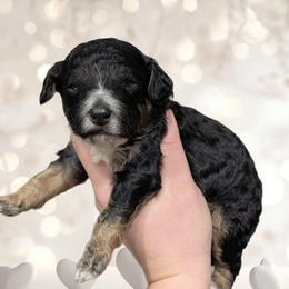 Romeo - Black and tan male Cavapoo puppy in Coshocton, Ohio from Forever Family Puppies