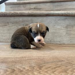 Asiago - Sable and white male American Corgi puppy in Pahrump, Nevada from Desert Sunset Corgis