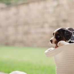 Bernedoodle Puppies from Cookie's Cuties