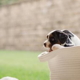 Bernedoodle Puppies from Cookie's Cuties