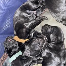 Giant Schnauzer Puppies from JAMG Schnauzers