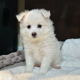 Ivy - White female American Eskimo Dog puppy in Hesperia, California from Bella's American Eskimos
