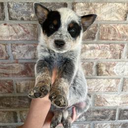 Boy 1 - Blue male Australian Cattle Dog puppy in Irvington, Kentucky from Dry Valley’s Australian Cattle Dogs