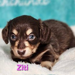 Ziti - Chocolate and tan female Dachshund puppy in Mount Sherman, Kentucky from Kaleidoscope Dachshunds and Whippets