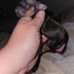 Girl 2 - Cream female Dachshund puppy in Lansing, Michigan from Black Thunder 517 Dachshunds and frenchies