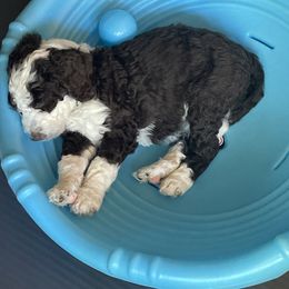Bernedoodle Puppies from Lovey Dovey Bernedoodles
