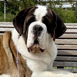 Saint Bernards from Covered Bridge Saint Bernards