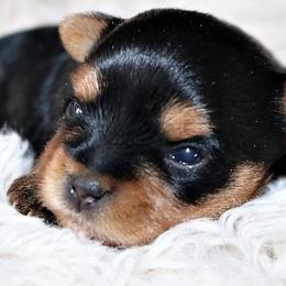 Chole - Black and tan female Yorkshire Terrier puppy in Boston, Massachusetts from Little Yorkes of Boston