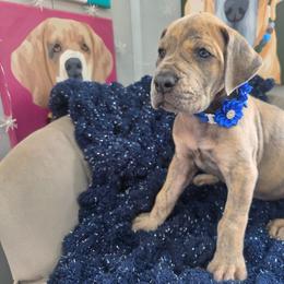 Truvy - Brindle female Great Dane puppy in Granby, Missouri from HCR Great Danes