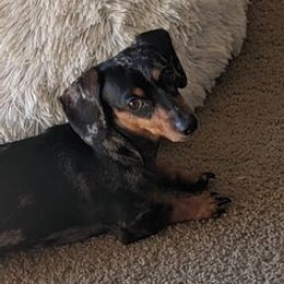 Dachshunds from Queen Wein