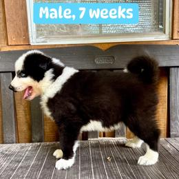 Blue collar - Black and white male Yakutian Laika puppy in Bethel, Ohio from Caldersong Kennels
