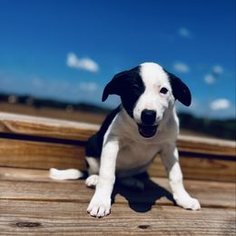 Girl 1 - Purple - Black and white female Border Collie puppy in Minden, Iowa from Rocking N Registered Border Collies & Labradors