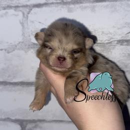 Storm - Chocolate merle female Pomeranian puppy in Perry County, Ohio from Speechless Pom’s
