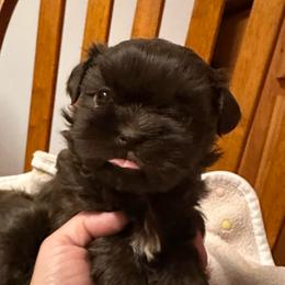 Chocolate female - Liver female Shih Tzu puppy in Kodak, Tennessee from Cutshall Babies