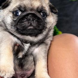 Green - Fawn male Pug puppy in Baylis, Illinois from Cameo's Pugs