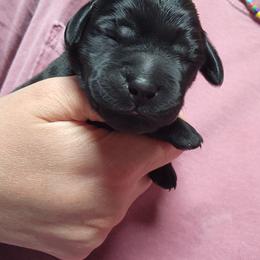 Girl 3 - Black female Labrador Retriever puppy in Saunemin, Illinois from Shooting Star Labs