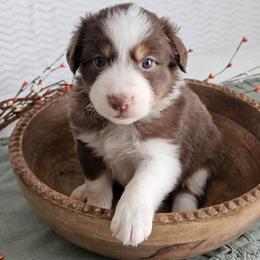 Rowen - Red tri-color female Australian Shepherd puppy in Mountain Grove, Missouri from K Bar H Farms
