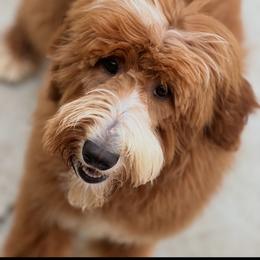 Assorted Doodle Crosses, Bernedoodle, Goldendoodle, and Labradoodle All Grown Up from Erica’s Doodles